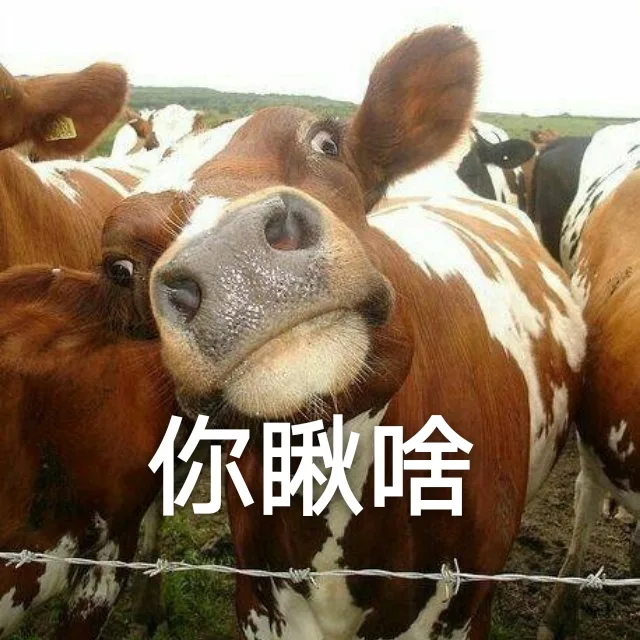 你瞅啥（你瞅啥）