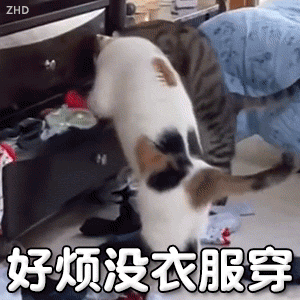 好烦没衣服穿 猫猫表情包（好烦没衣服穿 猫猫表情包）