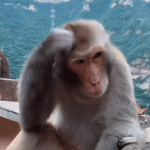 吗喽挠头 GIF 动图表情包（吗喽挠头 GIF 动图表情包）