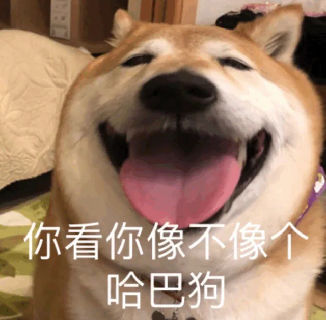 你看你像不像个哈巴狗（大嘴狗表情包）（你看你像不像个哈巴狗（大嘴狗表情包））