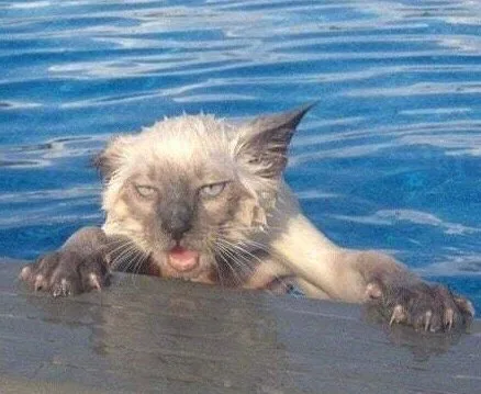 一组沙雕猫咪