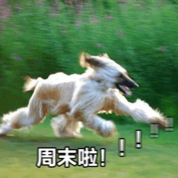 周末啦!(奔跑的狗子)