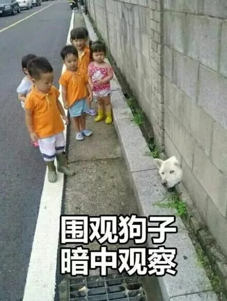 围观狗子暗中观察（围观狗子暗中观察）