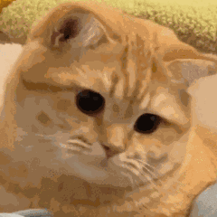 猫猫摇头 GIF 动图表情包（猫猫摇头 GIF 动图表情包）