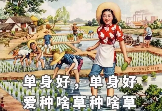 oh BoyD aily 单身好单身好爱种啥草种啥草