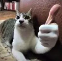 猫猫点赞（猫猫点赞）