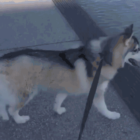 狗失前蹄