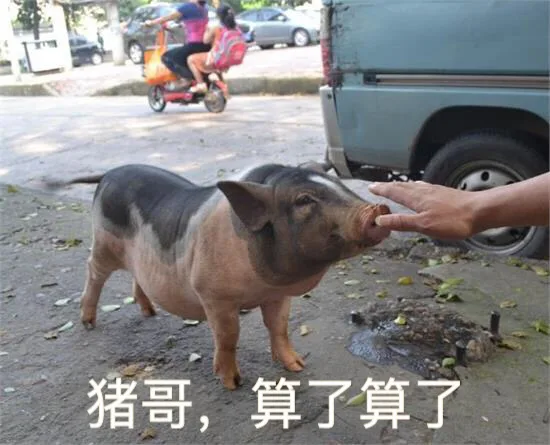 猪哥，算了算了（猪哥，算了算了）
