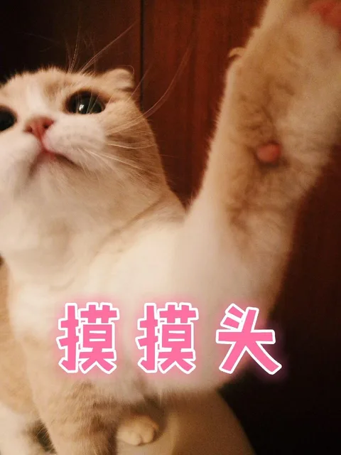 摸摸头（摸摸头）