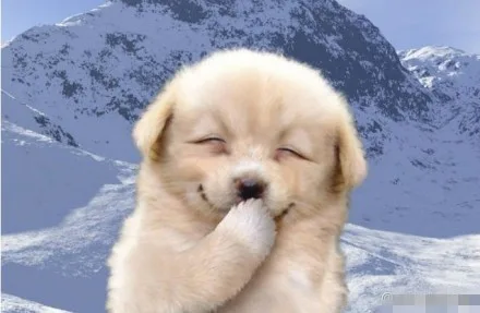 puppy smile（puppy smile）