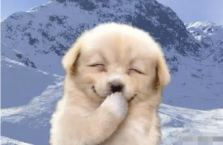 puppy smile