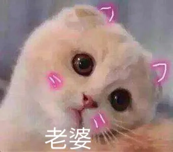 猫咪撒娇卖萌表情包_喵咪_喵星人_怂_萌萌哒表情包