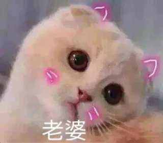 猫咪撒娇卖萌表情包_喵咪_喵星人_怂_萌萌哒表情包