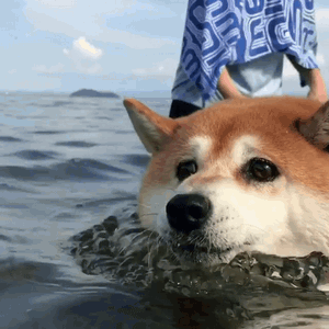 柴犬小花游泳动图