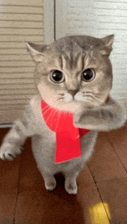 猫猫GIF动图表情包（猫猫GIF动图表情包）