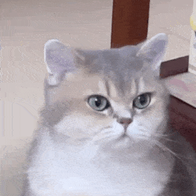 猫猫表情包（猫猫表情包）