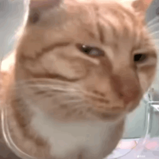 猫猫动图表情包（猫猫动图表情包）