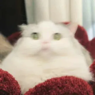 猫咪