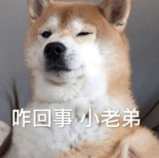 快乐狗子表情包 _狗表情包