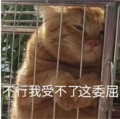 行我受不了这委屈(猫猫表情包)（行我受不了这委屈(猫猫表情包)）