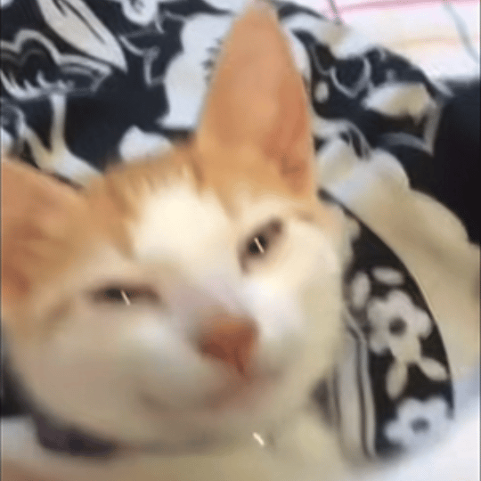 猫猫 GIF 动图表情包（猫猫 GIF 动图表情包）