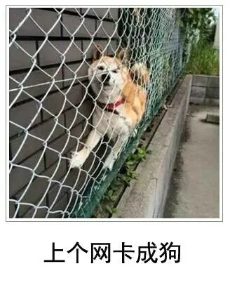 上个网卡成狗（上个网卡成狗）