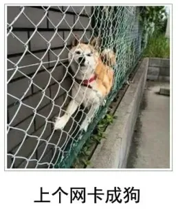 上个网卡成狗