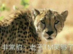 可以说非常豹笑了_豹笑_斗图_群聊