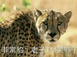 可以说非常豹笑了_豹笑_斗图_群聊表情包