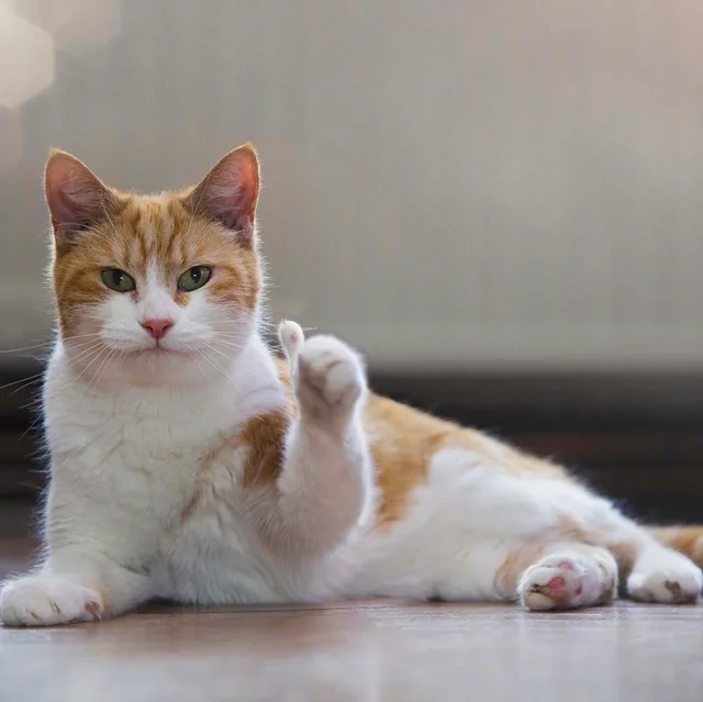 花猫猫为你竖起大拇指（花猫猫为你竖起大拇指）