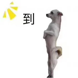到(狗狗站立表情包)（到(狗狗站立表情包)）