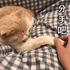 分手吧（分手吧）