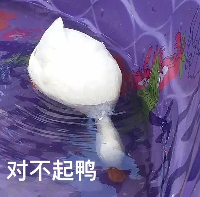 对不起鸭