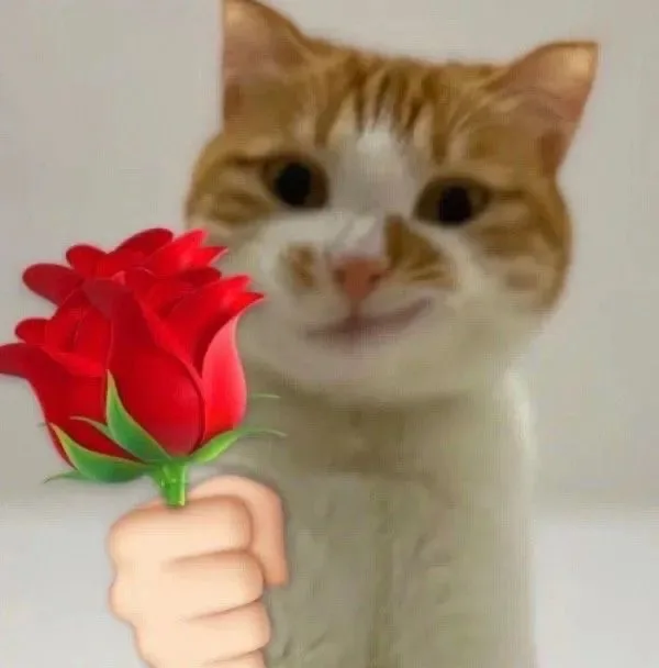 猫咪举花花表情包_猫猫_撩妹撩汉