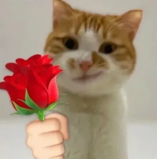 猫咪举花花表情包_猫猫_撩妹撩汉表情包