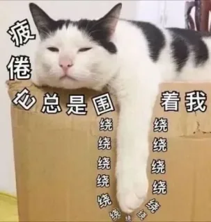 可爱猫猫