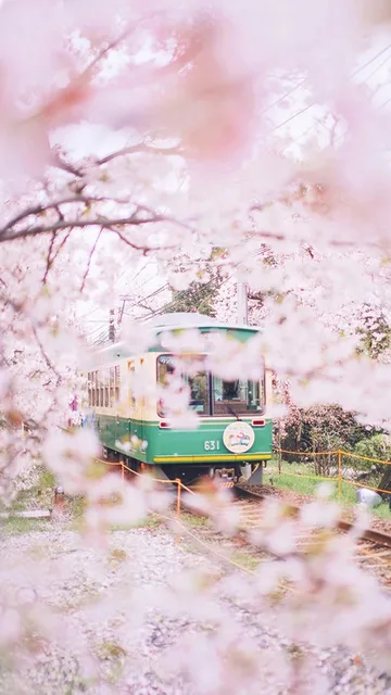 日系壁纸樱花