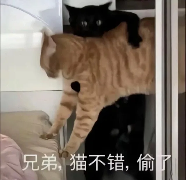 兄弟，猫不错，偷了（兄弟，猫不错，偷了）