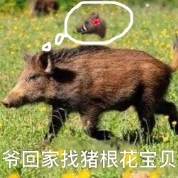 爷回家找猪根花宝贝（爷回家找猪根花宝贝）