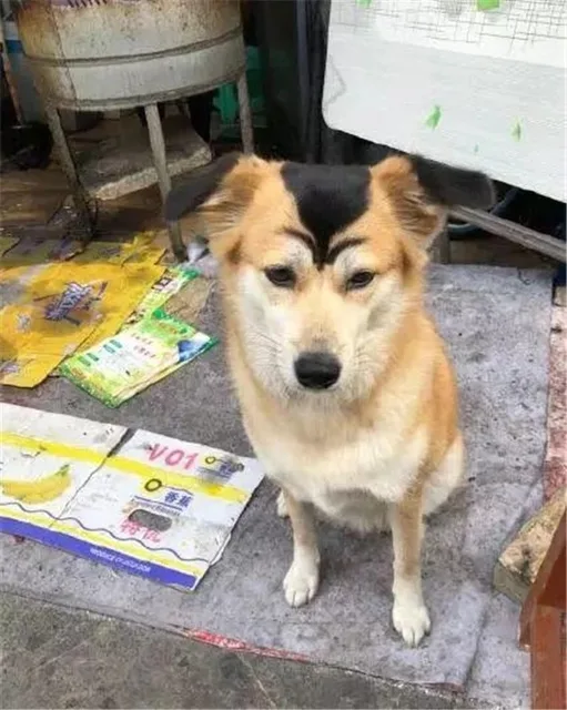 八字眉狗狗