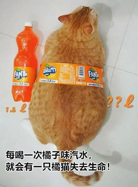 2?21.5每喝一次橘子味汽水,就会有一只橘猫失去生命!