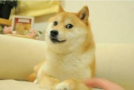 躲沙发上