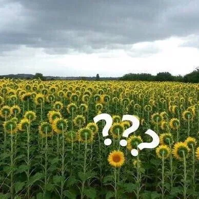 ？？？