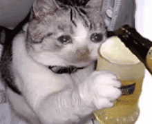 猫咪喝啤酒