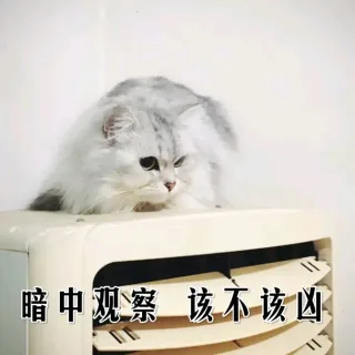 暗中观察 该不该凶