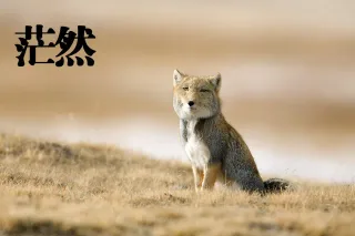 茫然
