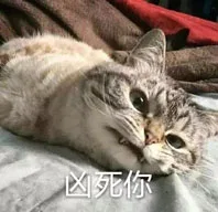 凶凶的小猫_装逼_可爱_萌萌哒表情包