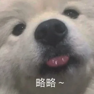 略略~（汪星人表情包）