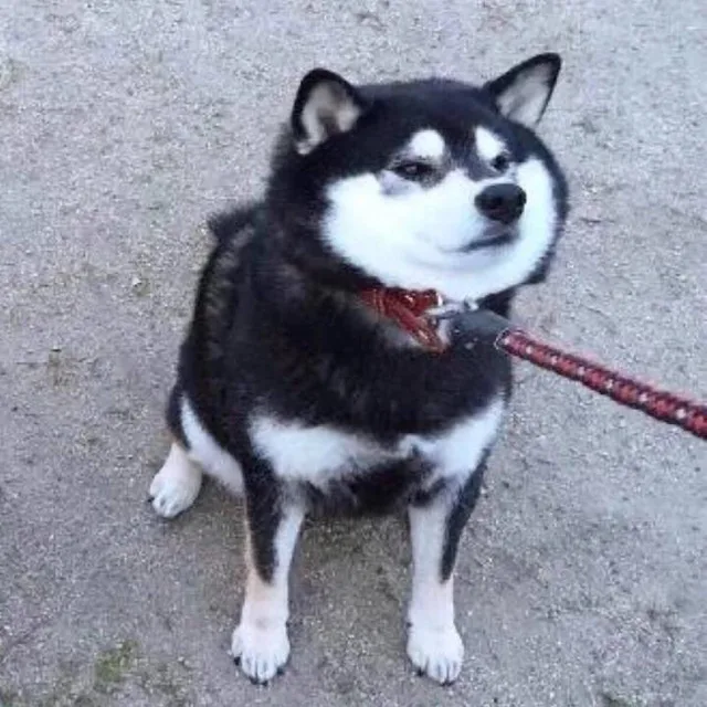 柴犬拉绳子头像（柴犬拉绳子头像）