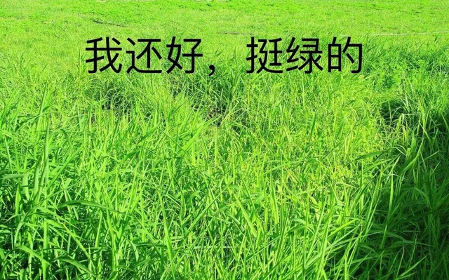 我还好挺绿的
